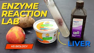 Enzyme Reaction Lab [upl. by Ymot]