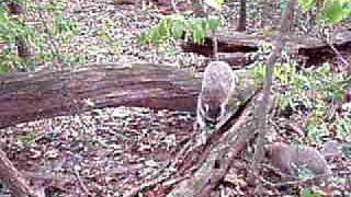 Raccoons being released back into the wild [upl. by Gregorio]