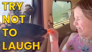 Funniest Animals of the Year Try Not To Laugh Challenge 🙈😹 [upl. by Auqenehs438]