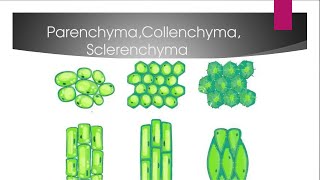 Differernce Between Parenchyma Collenchyma And Sclerenchyma [upl. by Ney]