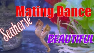 Seahorse Mating Dance  Beautiful [upl. by Oah988]