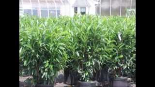 Prunus laurocerasus Schipkaensis is Planted For Privacy Screens [upl. by Laehcim]