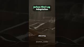 Jerboa Hind Leg Adaptation [upl. by Orin]