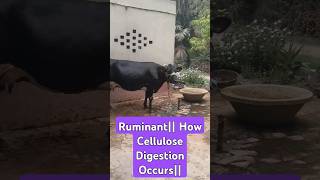 Ruminants How Herbivores digest Food Cow and Digestion of Food [upl. by Eneja96]