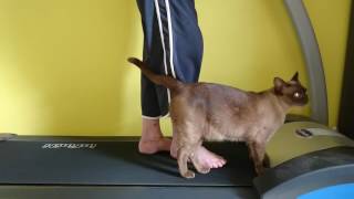 Treadmill Addict  Burmese Cat Treadmilling [upl. by Surad223]