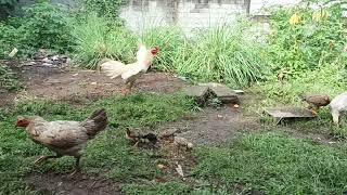 Melihat Ayam Makan Di Pagi Hari  Suara Ayam  Chickens Sounds [upl. by Okim]