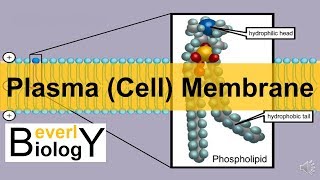 Plasma membrane  Cell Membrane updated [upl. by Aned]