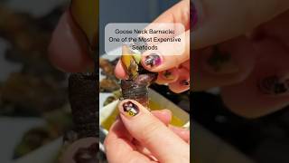 GooseNeck Barnacles Expensive Seafood seafood foodshorts food uniquefood [upl. by Alius]