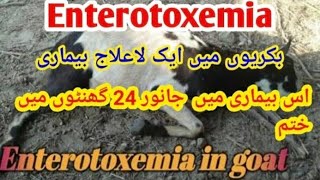 Enterotoxemia  ET  symptoms  treatment and precautions goat and Sheeps farming Dr Islam ullah [upl. by Naerad901]