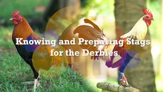 Knowing and Preparing Stags for the Derbies [upl. by Wsan885]