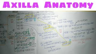 Axilla Anatomy  Part 2  TCML Anatomy Chart [upl. by Notanhoj]