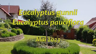 Eucalyptus gunnii Azura und pauciflora  MaiUpdate [upl. by Ahsropal]