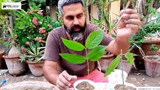 Rangoon Creeper vine  ND johmka bail grow in three  different method [upl. by Aniroc]