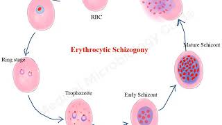 Plasmodium falciparum life cycle animation [upl. by Ainegul]