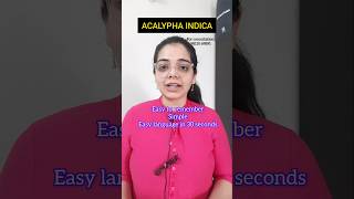 Acalypha indica homoeopathy medicine bhmsnotes materiamedica cough dryness childrencaretips [upl. by Madelene]