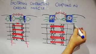 CVS physiology lecture 3  Excitaion contraction coupling process of cardiac muscles [upl. by Roos179]