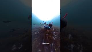 This fish attacked my face kina pestcontrol asmr [upl. by Elrem]