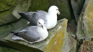 Northern Fulmar Fulmarus glacialis auduboni light morph near Sumburgh Head Shetland [upl. by Auop]