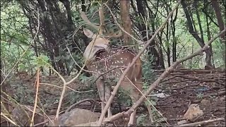 look at cute spotted barasingha and deer together in forest animallover yashikareallifevlog [upl. by Ray]