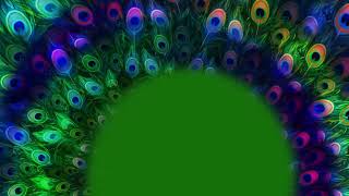 Colourful Peacock Feathers Moving With Green Screen Frame [upl. by Aynos]