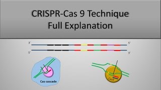 CRISPR CAS9 Gene Editing Technique The Full principle Part 2 [upl. by Ise]