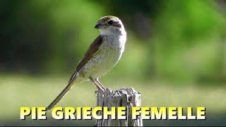 PIE GRIECHE ECORCHEUR qui chasse [upl. by Ymled]