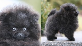 Picking up my NEW POMERANIAN PUPPY  Meet Treacle my black Pomeranian [upl. by Ortensia]