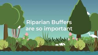 Riparian Buffer [upl. by Yhtamit]