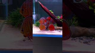 Super clean wild discus aquarium [upl. by Sutit598]