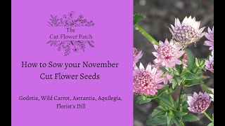 How to sow your November seeds  Godetia Wild Carrot Astrantia Aquilegia Florists Dill [upl. by Zitah]