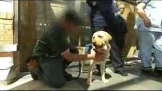 Prisoners react positively to labradors [upl. by Mode]