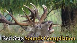 20 Best Moments of Red Deer Roaring  Red Stag Sounds During the Rut [upl. by Aytac]