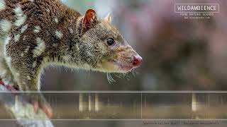 Spottedtailed Quoll Sounds  Harsh rasping calls [upl. by Deborah]