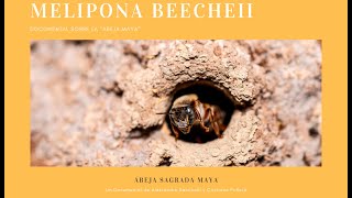 Melipona Beecheii Documental sobre la quotAbeja Mayaquot Sub Eng [upl. by Wight812]