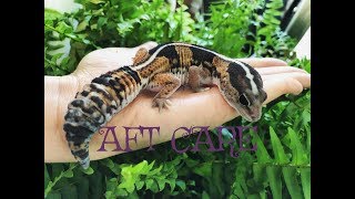 African Fat Tail Gecko Care [upl. by Notreve]