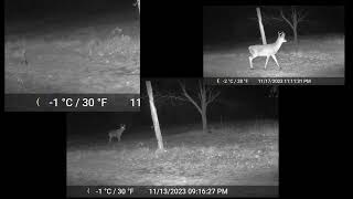 Tomahawk Trail Camera Nov 12  30th 2023 [upl. by Annahsor921]