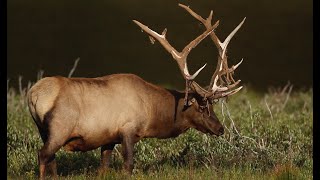 Massive Bull Elk Strips and Sheds Velvet from Antlers  You wont find this anywhere else on YouTube [upl. by Enomahs]