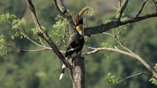 Great Hornbil call at Valparai [upl. by Melvina]