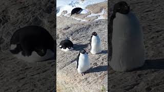 Awesome Adelie penguins decide to chill on the shore [upl. by Brana]