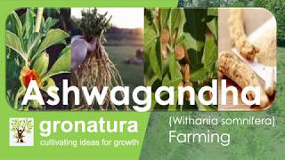 Ashwagandha Farming [upl. by Lanos]