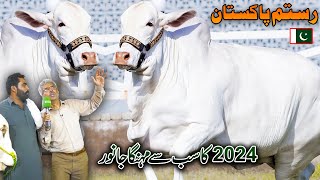 Qurbani 2024  Cow Mandi Lahore  Most Expensive Bull  Cattle Farm 2024  Discover Pakistan [upl. by Yasnyl]