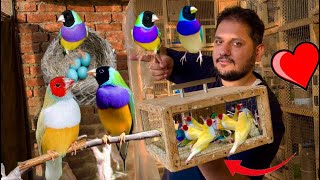 Gouldian finch successful breeding method tips Attercliffe Beautiful Colourful Hsn Entertainment [upl. by Shermy437]