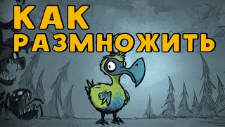 Как размножить птицу Дойдой в Dont Starve Shipwrecked [upl. by Hollington]