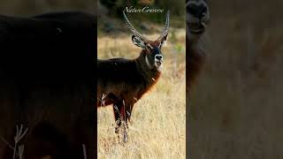 Beautiful waterbuck in the wild nature animals shorts [upl. by Ioved]