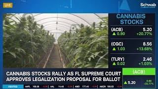 Cannabis Stocks on the Rise After Approval on Florida Ballot [upl. by Vergil379]