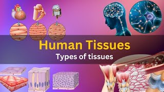 what is tissue tissues anatomy and physiologycells and tissues anatomy and physiology notes [upl. by Irap]