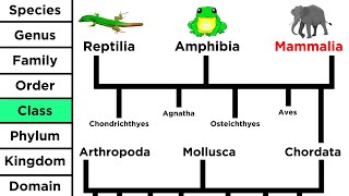 Phylogeny and the Tree of Life [upl. by Oniram]