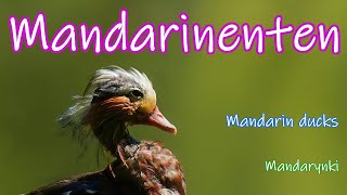 Junge Mandarinenten [upl. by Guinna]