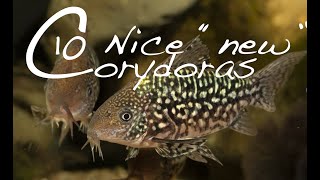 New Corydoras Guide  10 interesting Corydoras catfish [upl. by Taite]