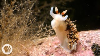 This Adorable Sea Slug is a Sneaky Little Thief  Deep Look [upl. by Agosto]